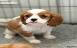 King Charles Spaniel dogs for sale: Beautiful cavalier puppies  - Image 32