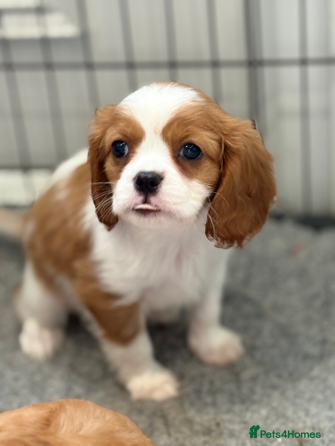 King Charles Spaniel dogs for sale: Beautiful cavalier puppies  - Image 32