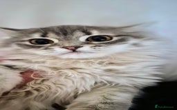 Scottish Fold cats for sale: 1 boy and 1 girl left Amazing Scottish Straights  in Ивсхам - Image 1