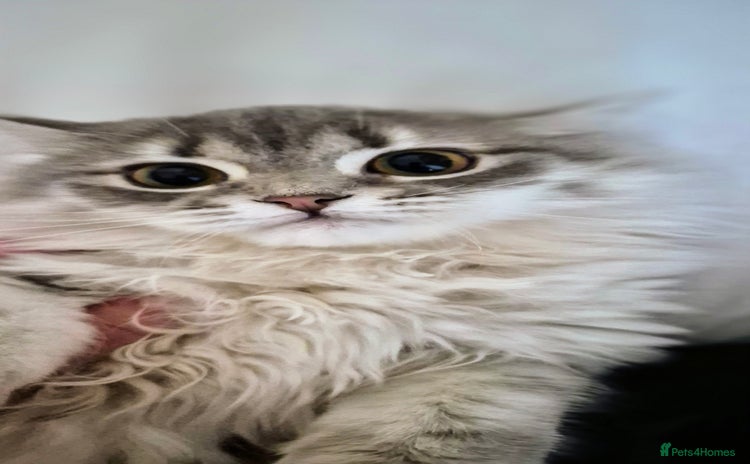 Scottish Fold cats in Ивсхам - Advert 2