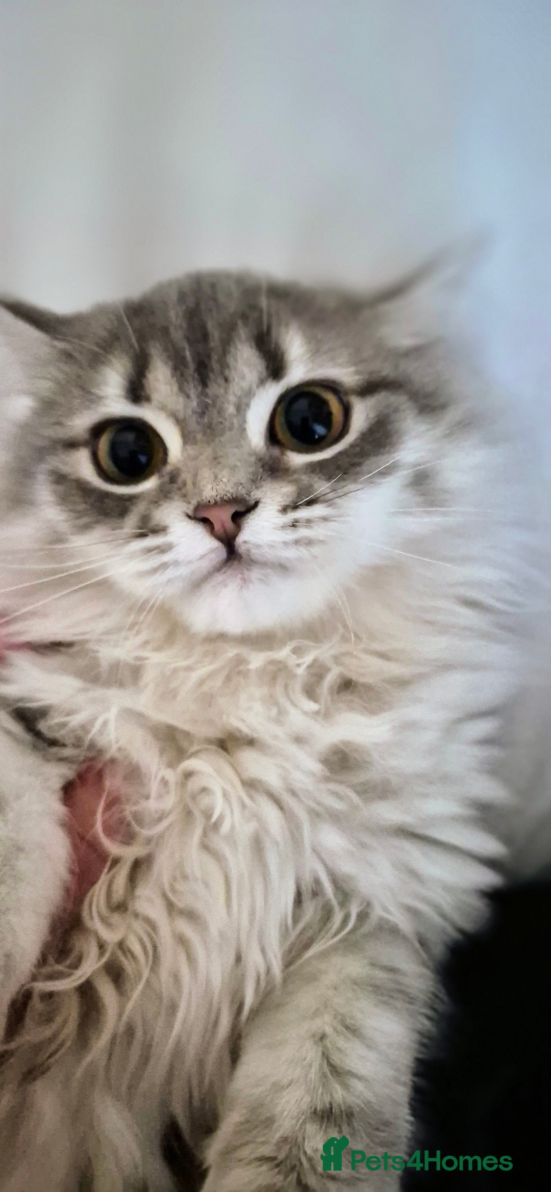 Scottish Fold cats for sale: 1 boy and 1 girl left Amazing Scottish Straights  in Ивсхам - Image 1