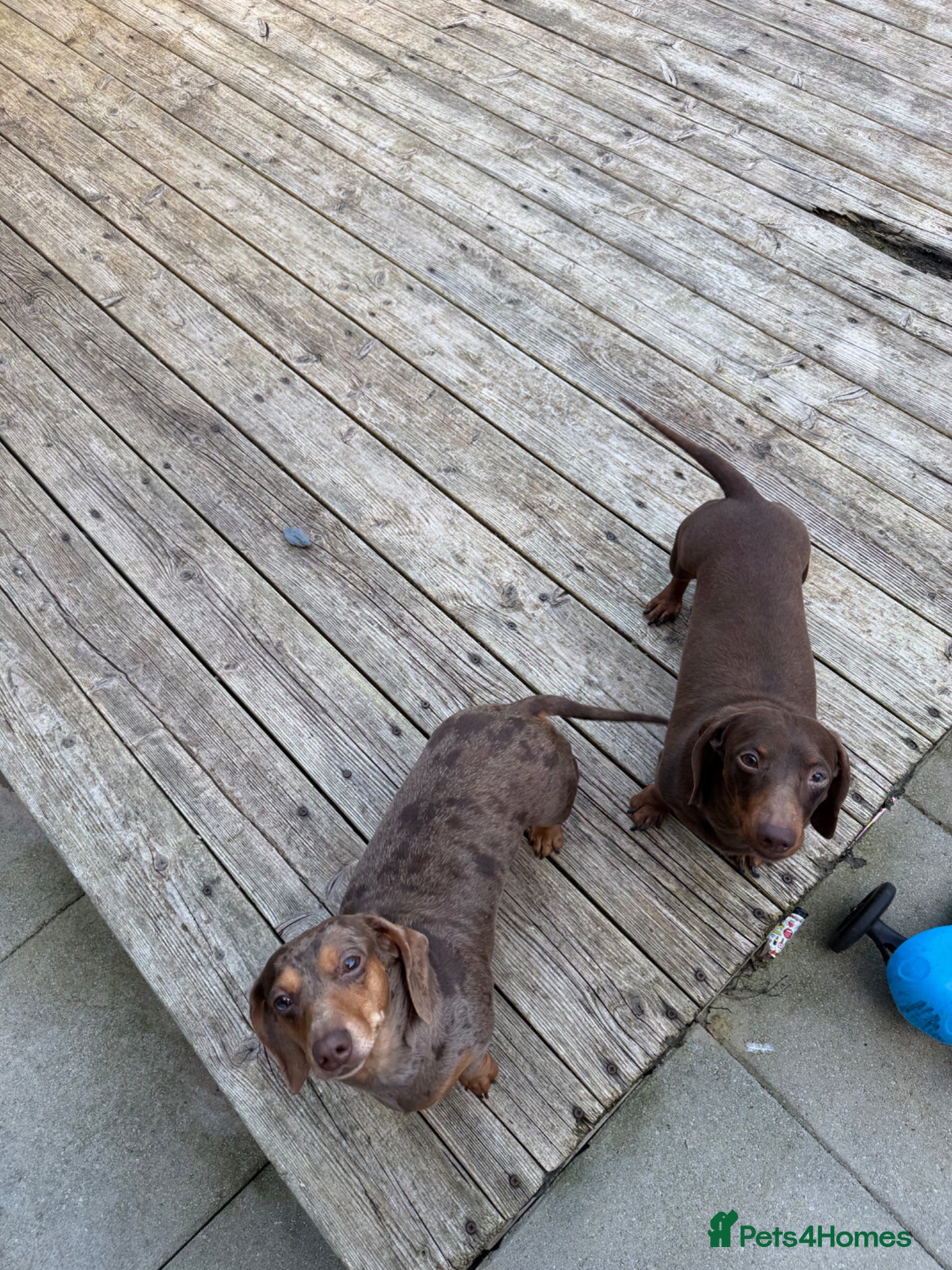 Miniature Dachshund dogs Male & Female miniature dachshund - Advert 5