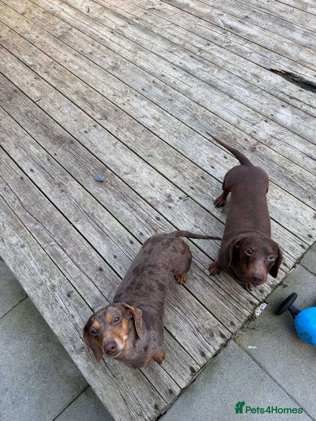 Miniature Dachshund dogs for sale: Male & Female miniature dachshund in Oswestry - Advert 1