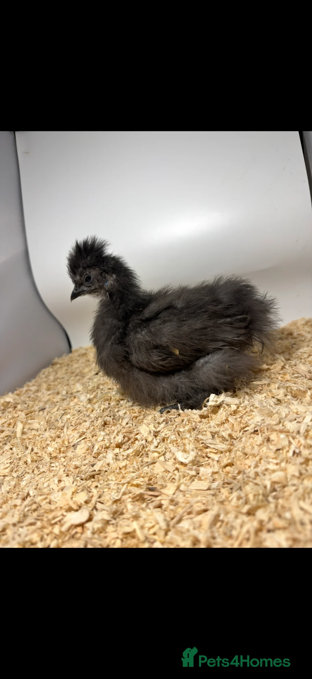 Chickens poultry for sale: USA Bearded silkies, Brahmas, Vorwerk  - Advert 2