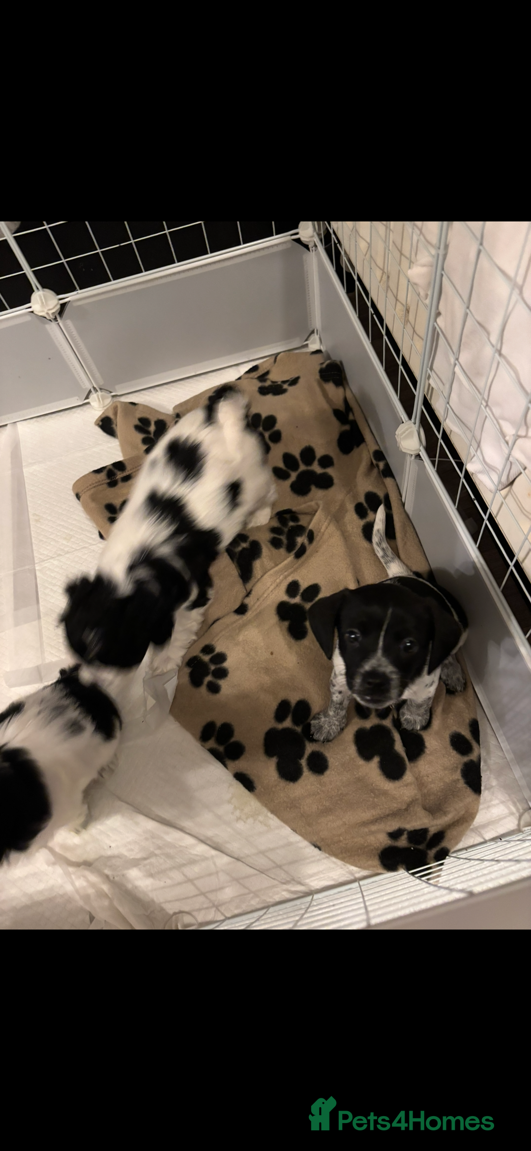 Mixed Breed dogs for sale: Mixed breed puppies  - Image 12