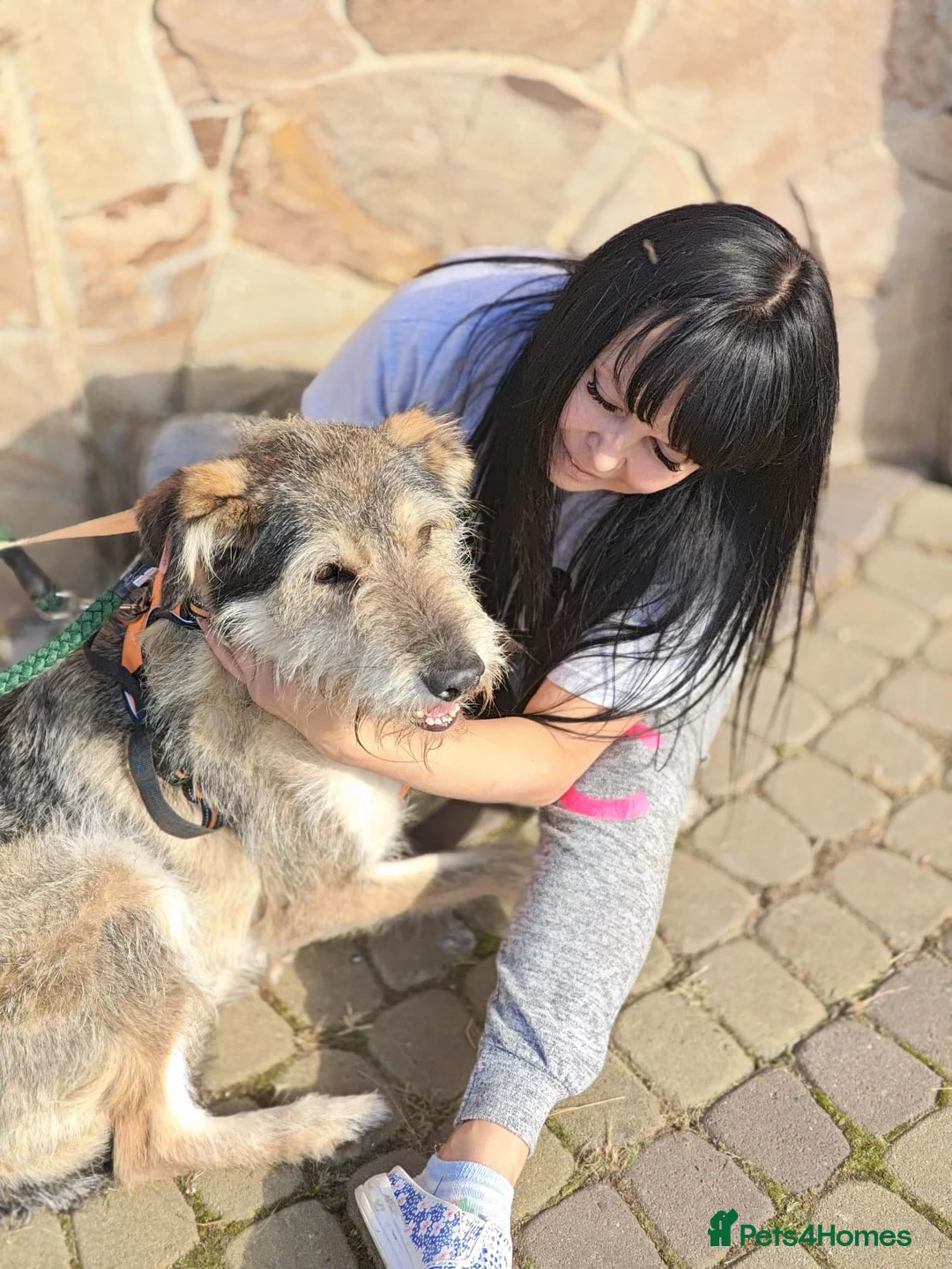 Mixed Breed dogs for adoption: ❤️OXY❤️Large• Scruffy •Gentle • Playful • Loyal - Advert 2