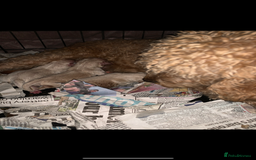 Mixed Breed dogs for sale: 🌟🌟Stunning Australian Cavapoo Puppies 🩷💙 m - Advert 2