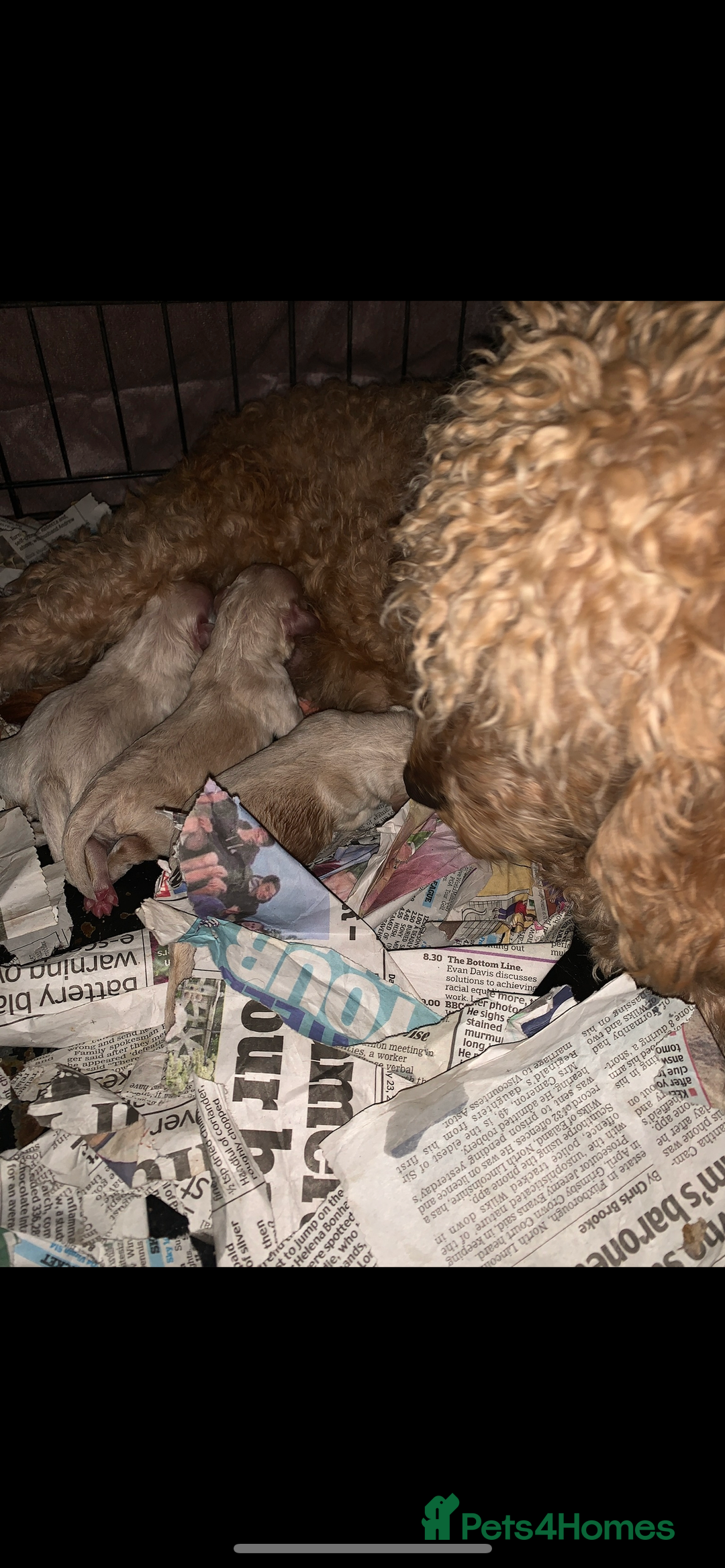 Mixed Breed dogs for sale: 🌟🌟Stunning Australian Cavapoo Puppies 🩷💙 m - Advert 2