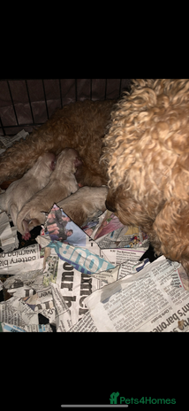 Mixed Breed dogs 🌟🌟Stunning Australian Cavapoo Puppies 🩷💙 m - Advert 1