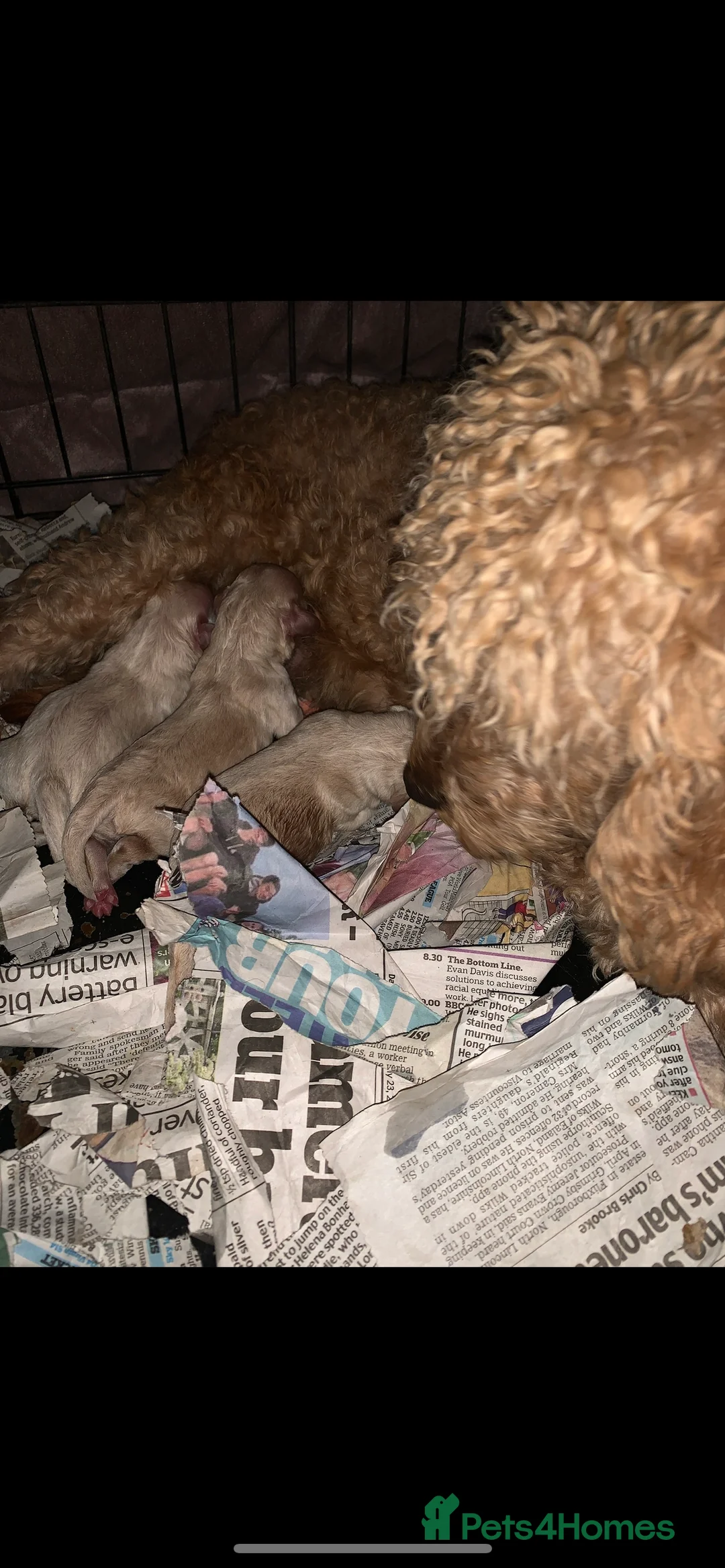 Mixed Breed dogs for sale: 🌟🌟Stunning Australian Cavapoo Puppies 🩷💙 m - Advert 6