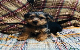 Norfolk Terrier dogs for sale: Stubleywood 3/4 Norfolk puppies - Image 3