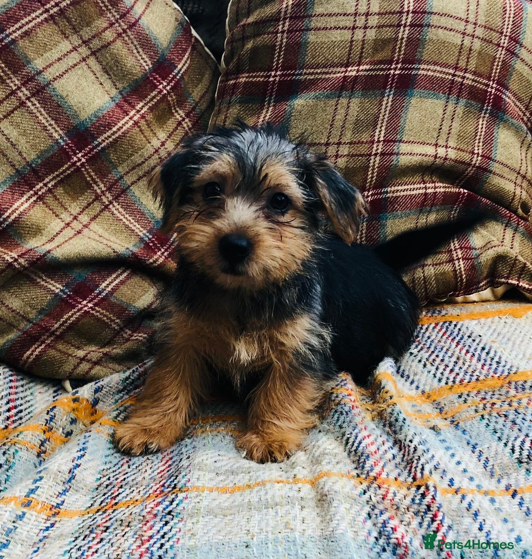 Norfolk Terrier dogs for sale: Stubleywood 3/4 Norfolk puppies - Image 3