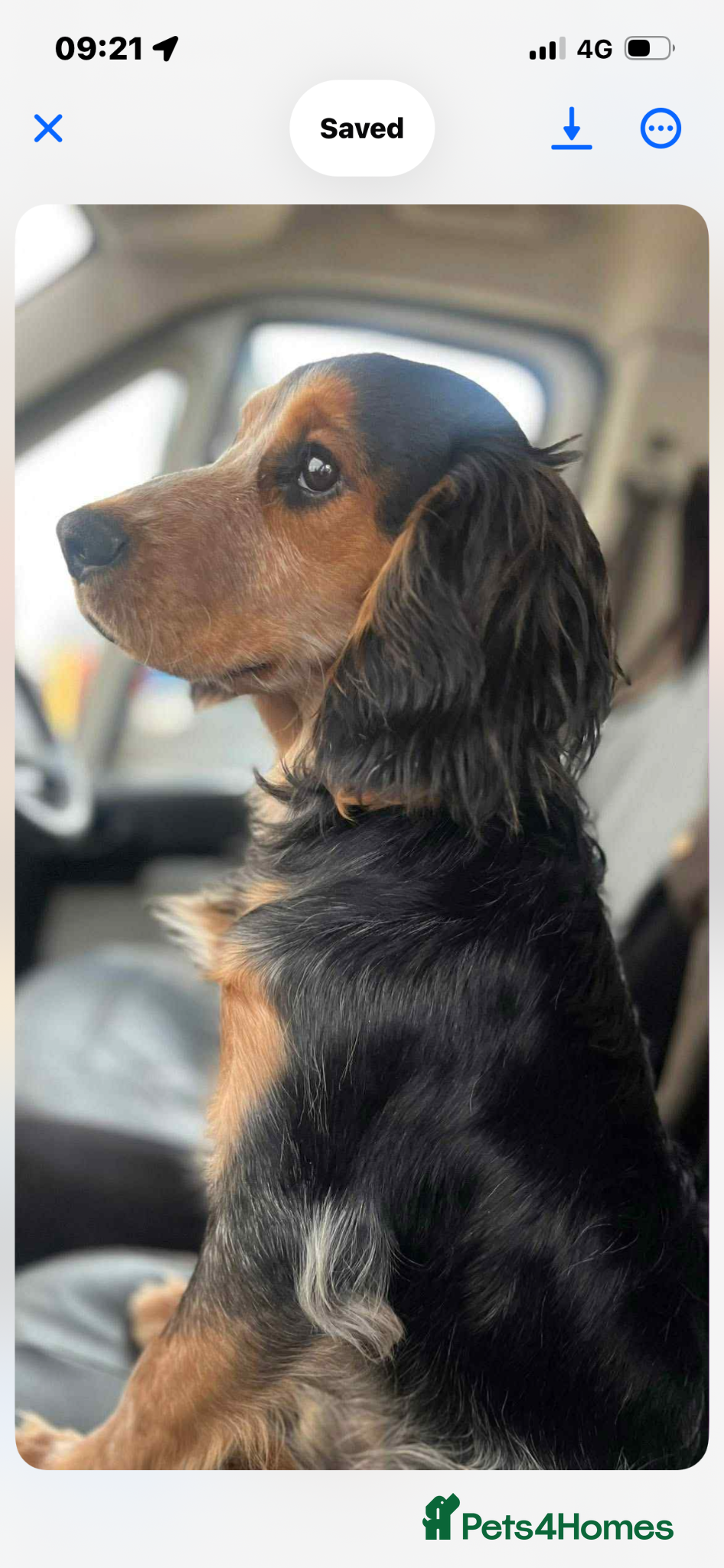 Field Spaniel dogs Beautiful spaniel for stud  - Advert 1