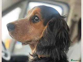 Field Spaniel dogs Beautiful spaniel for stud - Advert 1