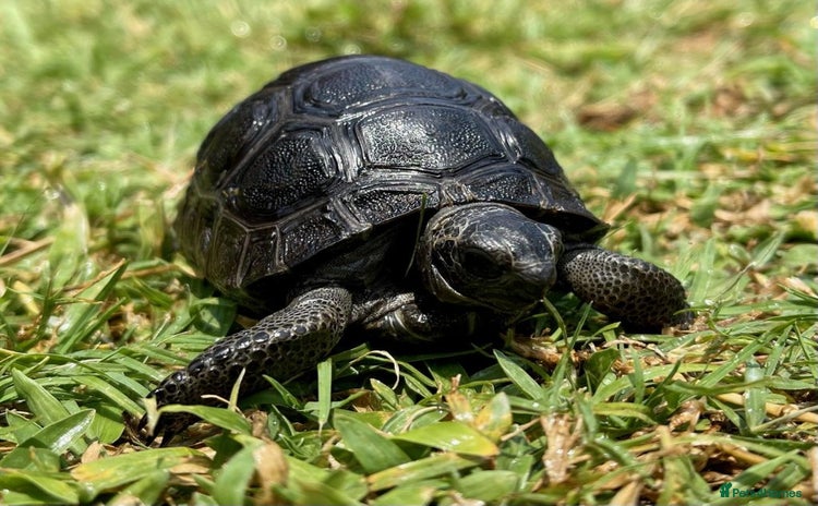 Tortoise reptiles - Advert 1