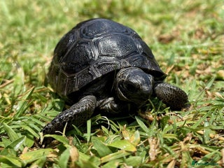 Tortoise reptiles - Advert 6