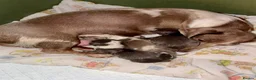 Dachshund dogs for sale: Stunning blue and tan dachshund  - Advert 3