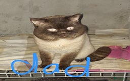 British Shorthair cats for sale: 5 gorgeous kittens available  - Image 8