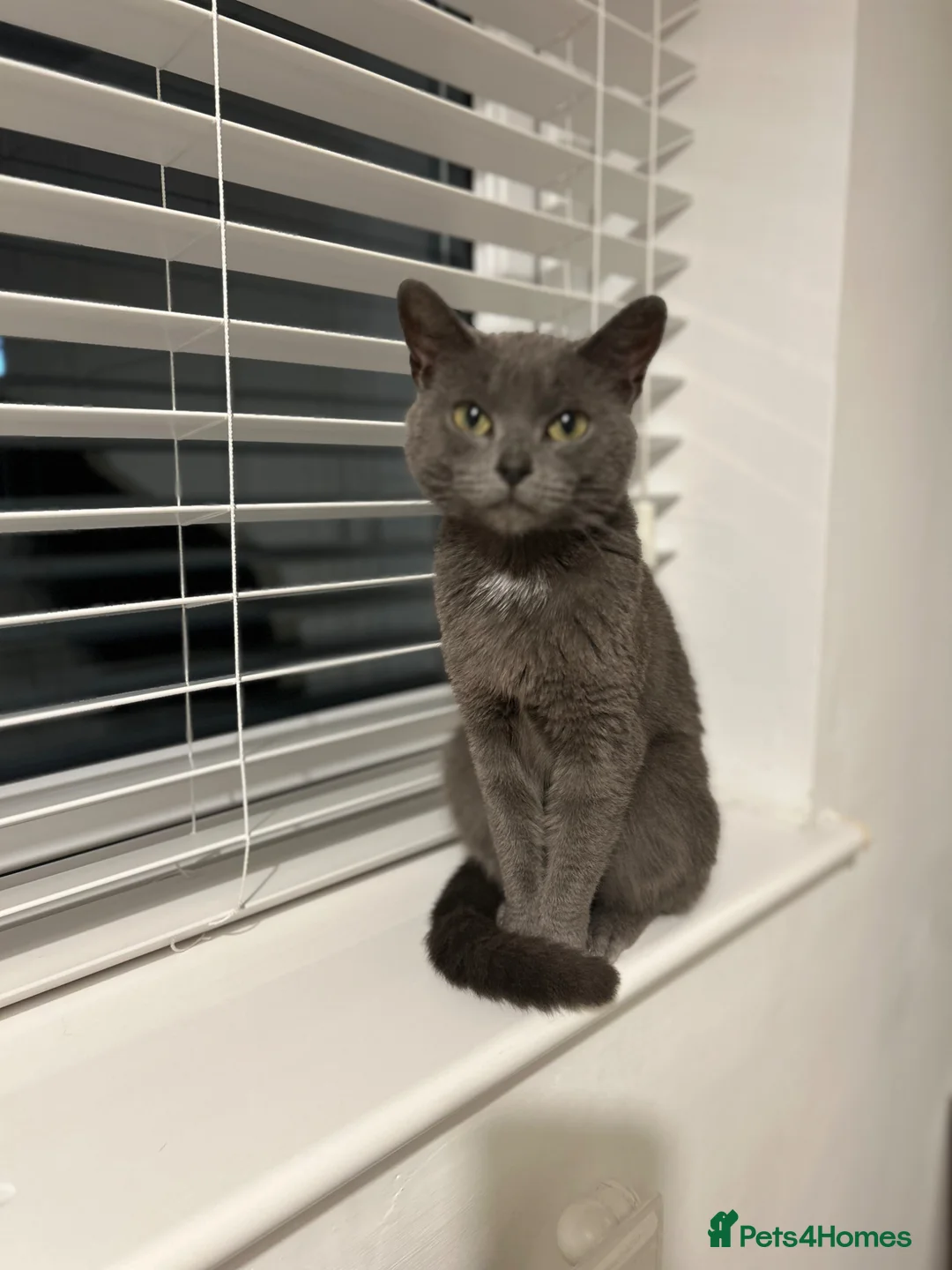 Domestic Shorthair cats for sale: Female cat for rehoming. in Barton-upon-Humber - Advert 2