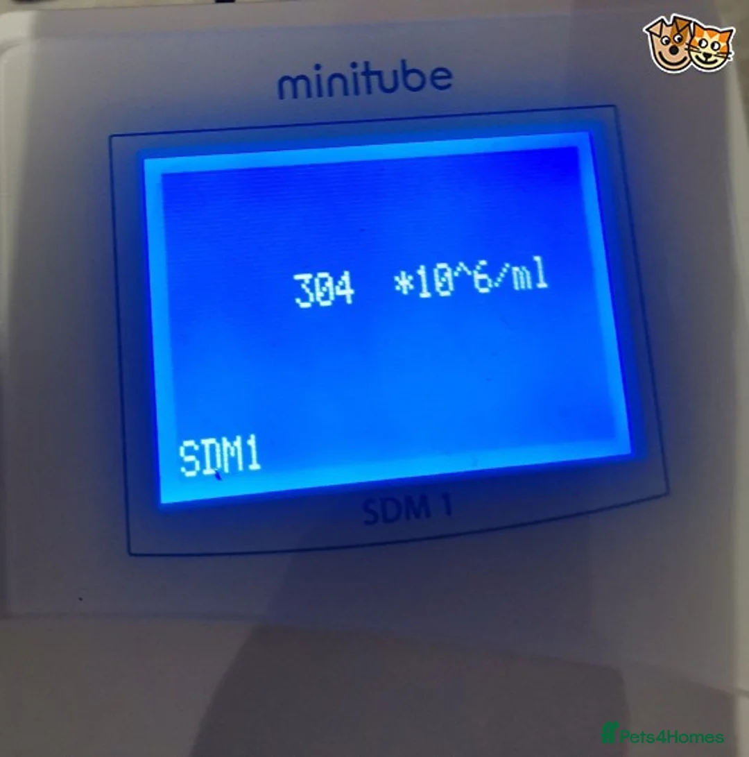 Staffordshire Bull Terrier dogs for stud: PROVEN STUD. ADONIS JUNIOR NOBLESTAFF!!! in Stoke-on-Trent - Advert 17