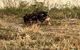 Mixed Breed dogs for sale: Border terrier x jack Russell puppies - Image 2