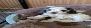 Cockapoo Puppy 3