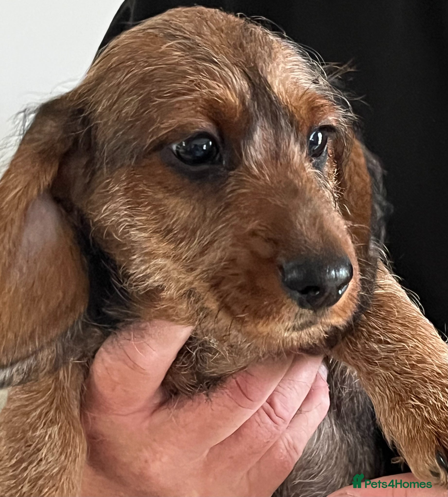 Miniature Dachshund dogs MINIATURE WIREHAIRED DACHSHUNDS - Advert 2