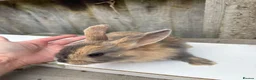 Mixed Breed rabbits for sale: Mini lop/lionhead mix breed  - Advert 2