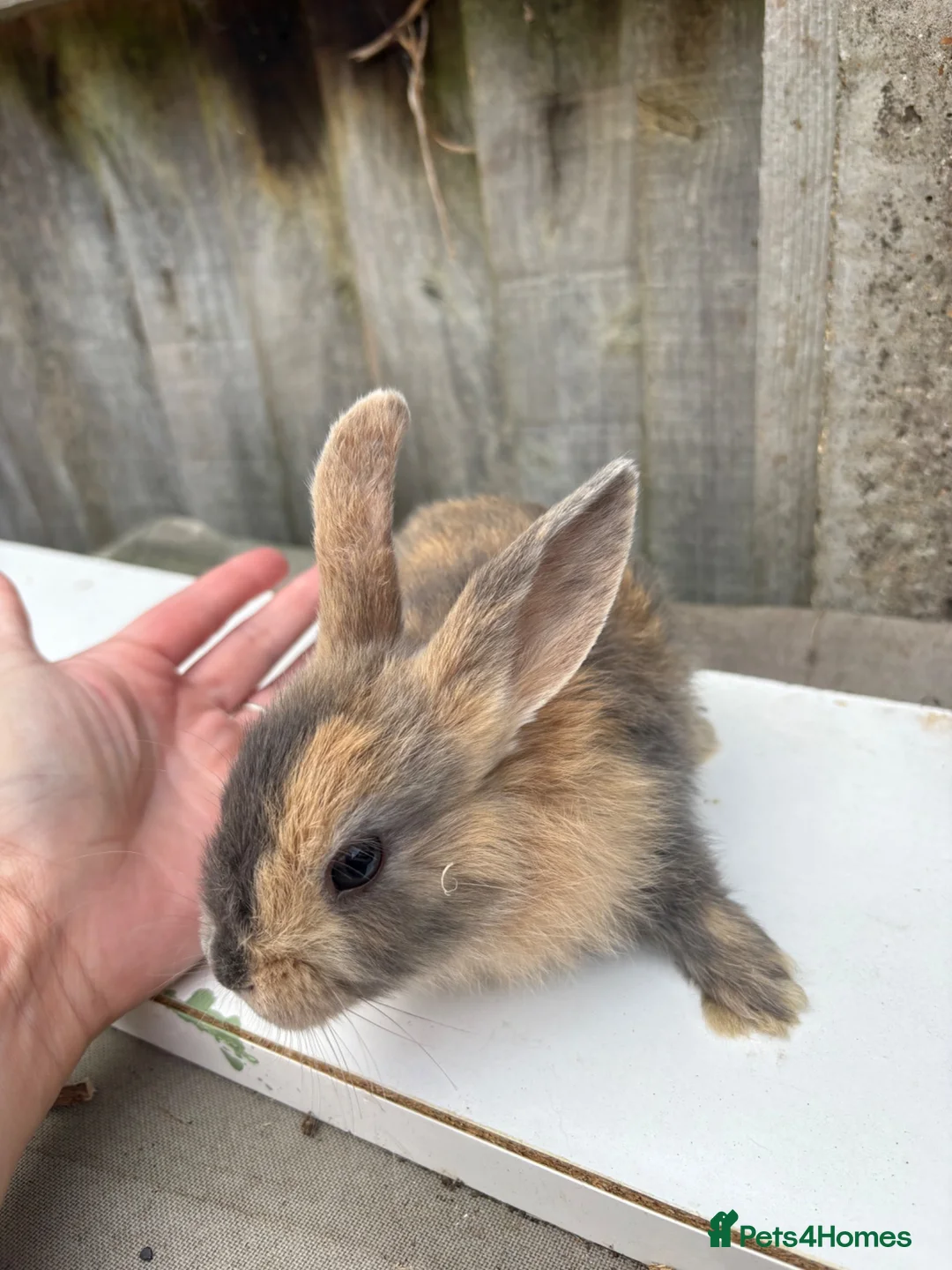Mixed Breed rabbits for sale: Mini lop/lionhead mix breed  - Advert 2