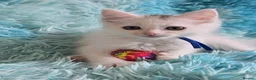 Mixed Breed cats for sale: Beautiful Long Hair Blue-Eyed Kittens  - Advert 11
