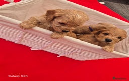 Cockapoo dogs for sale: cockerpoo puppies  - Image 9
