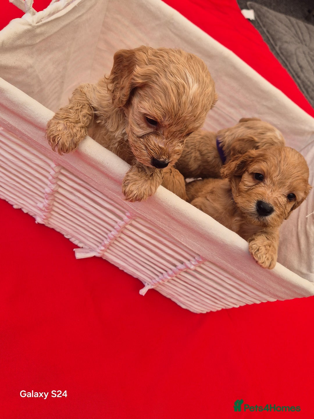 Cockapoo dogs for sale: cockerpoo puppies  - Image 9
