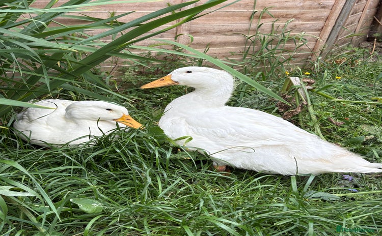 Ducks poultry - Advert 2