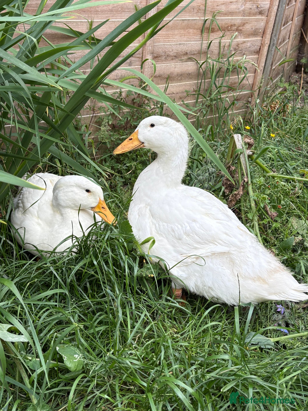 Ducks poultry for sale: Two cherry valley ducks - free to a good home  - Image 1