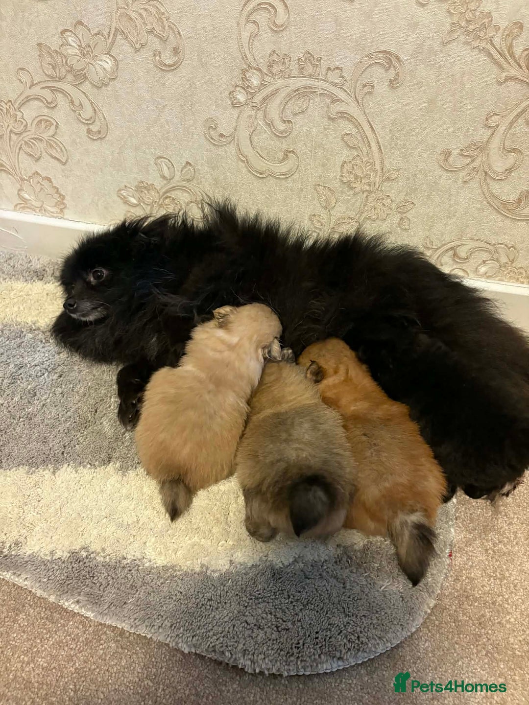 Pomeranian dogs for sale: Beatiful Pomeranian pups - Advert 6