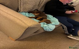 Dachshund dogs for sale: Dachshund boy - Advert 4