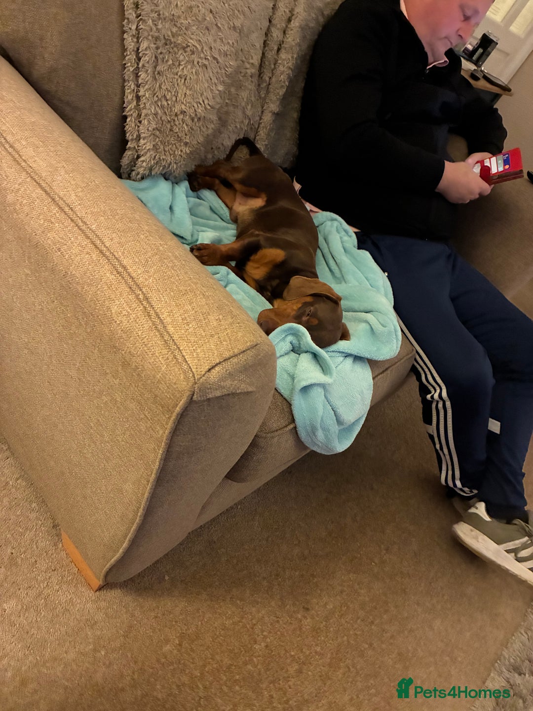 Dachshund dogs for sale: Dachshund boy - Advert 4