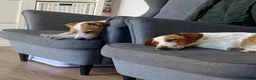 Mixed Breed dogs for adoption: Sylvie (Jack Russell/Dachshund/Beagle mix) - Advert 9