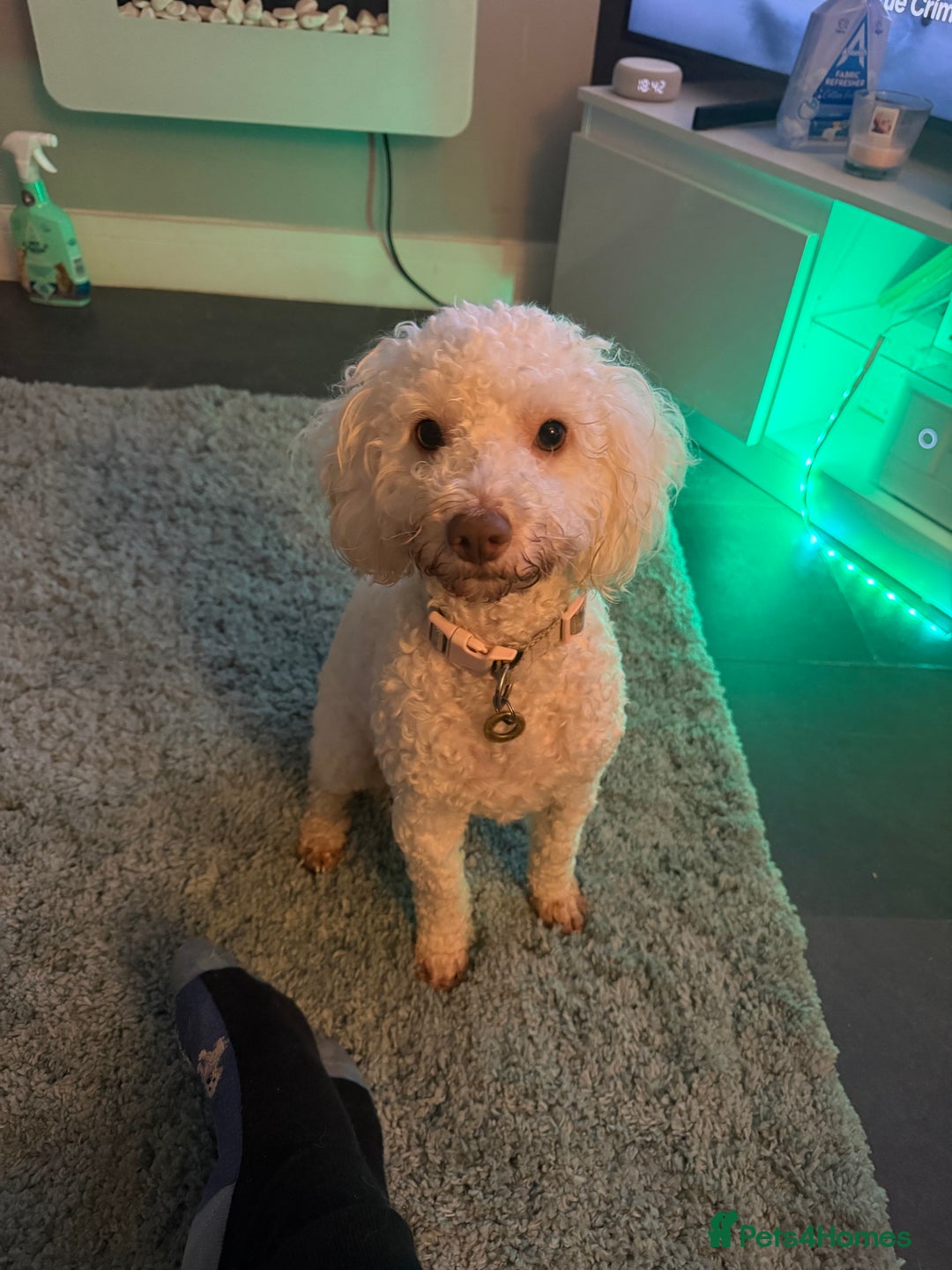 Cockapoo dogs for sale: Female White Cockapoo  - Advert 1