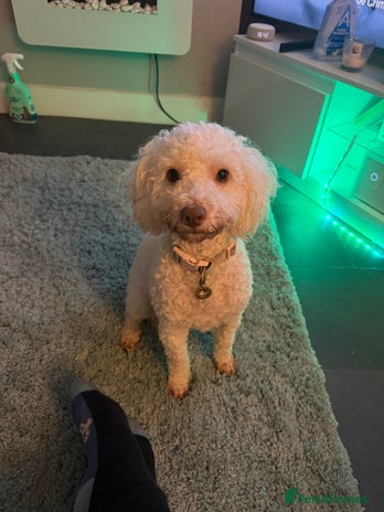 Cockapoo dogs Female White Cockapoo - Advert 5