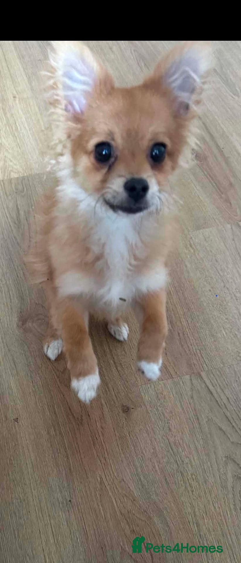 Pomchi dogs Beautiful Pomchi Puppy's 🐶 🐶 💙 - Advert 2