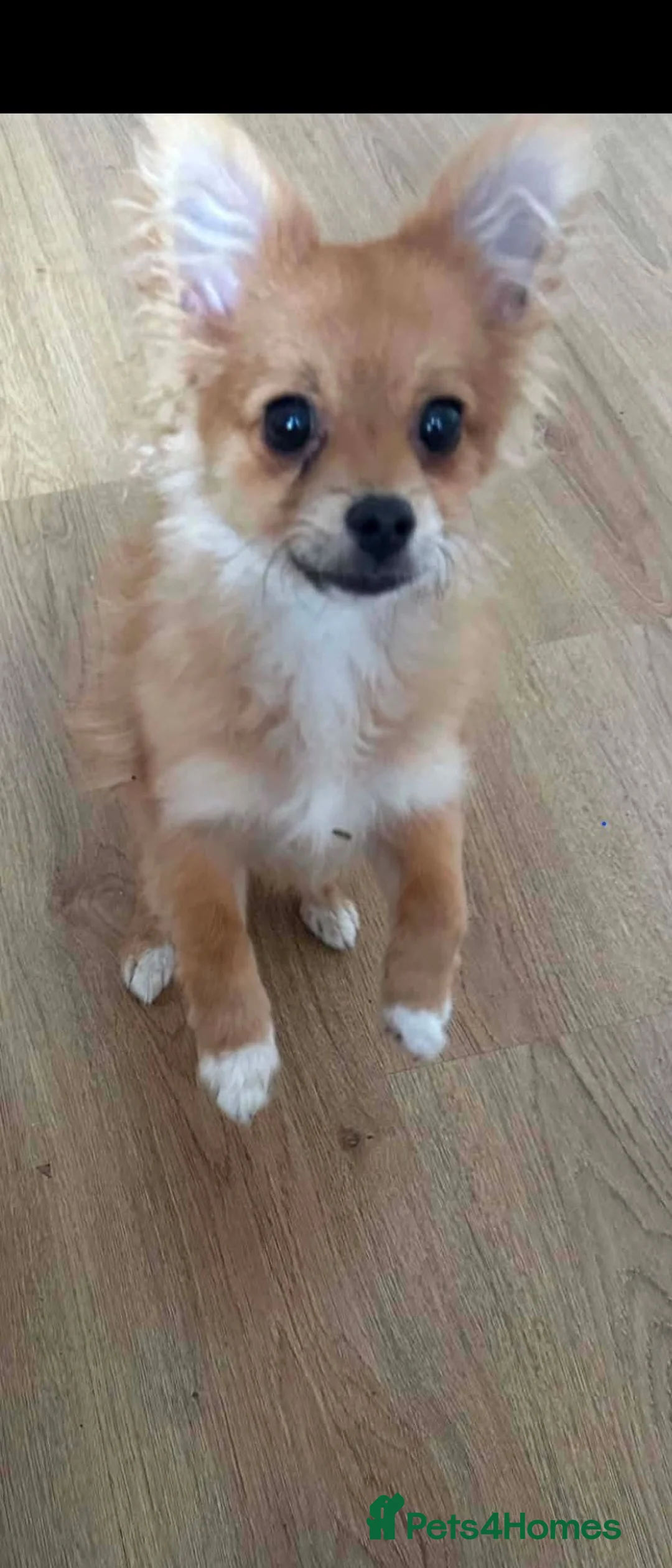 Pomchi dogs for sale: Beautiful Pomchi Puppy's 🐶 🐶 💙 - Advert 1