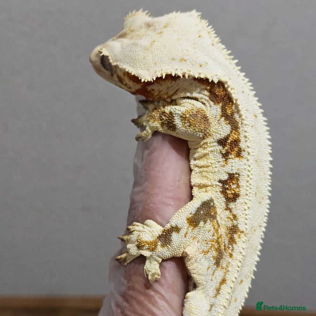 Gecko reptiles for sale: Stunning Lilly tri colour  - Advert 2