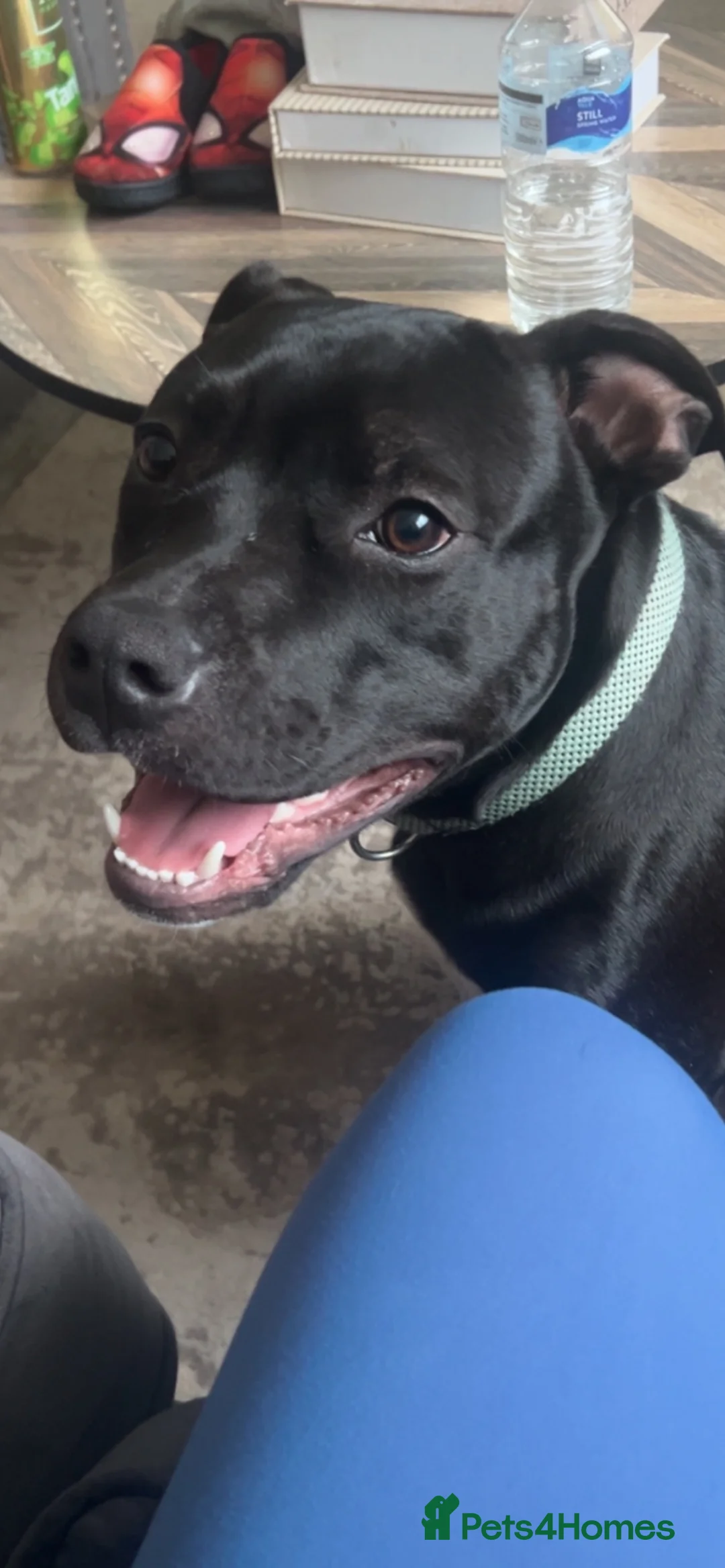Mixed Breed dogs for sale: Male Staff in Middlesbrough - Advert 3