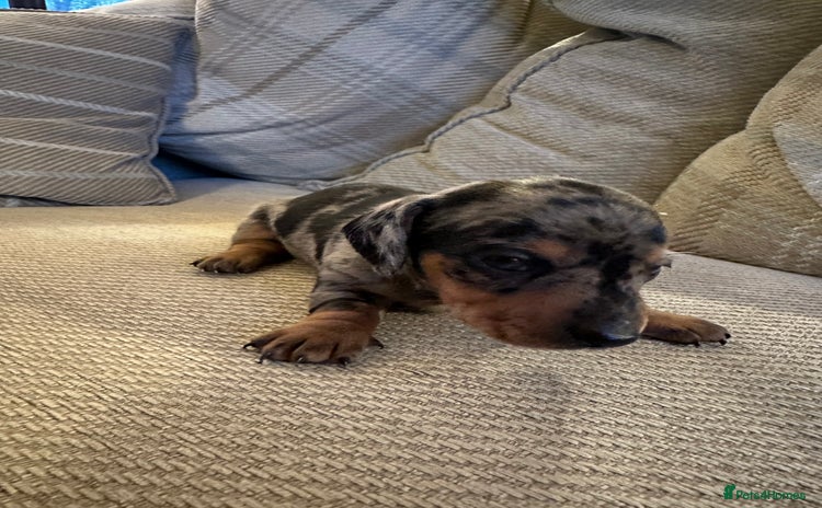 Miniature Dachshund dogs - Advert 1