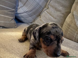 Miniature Dachshund dogs - Advert 2