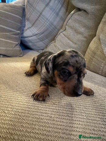 Miniature Dachshund dogs - Advert 1