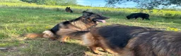German Shepherd dogs for sale: Stunning GSD working line puppies  - Advert 4