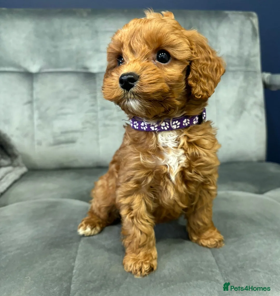 Maltipoo dogs for sale: Trained Maltipoos  - Advert 2