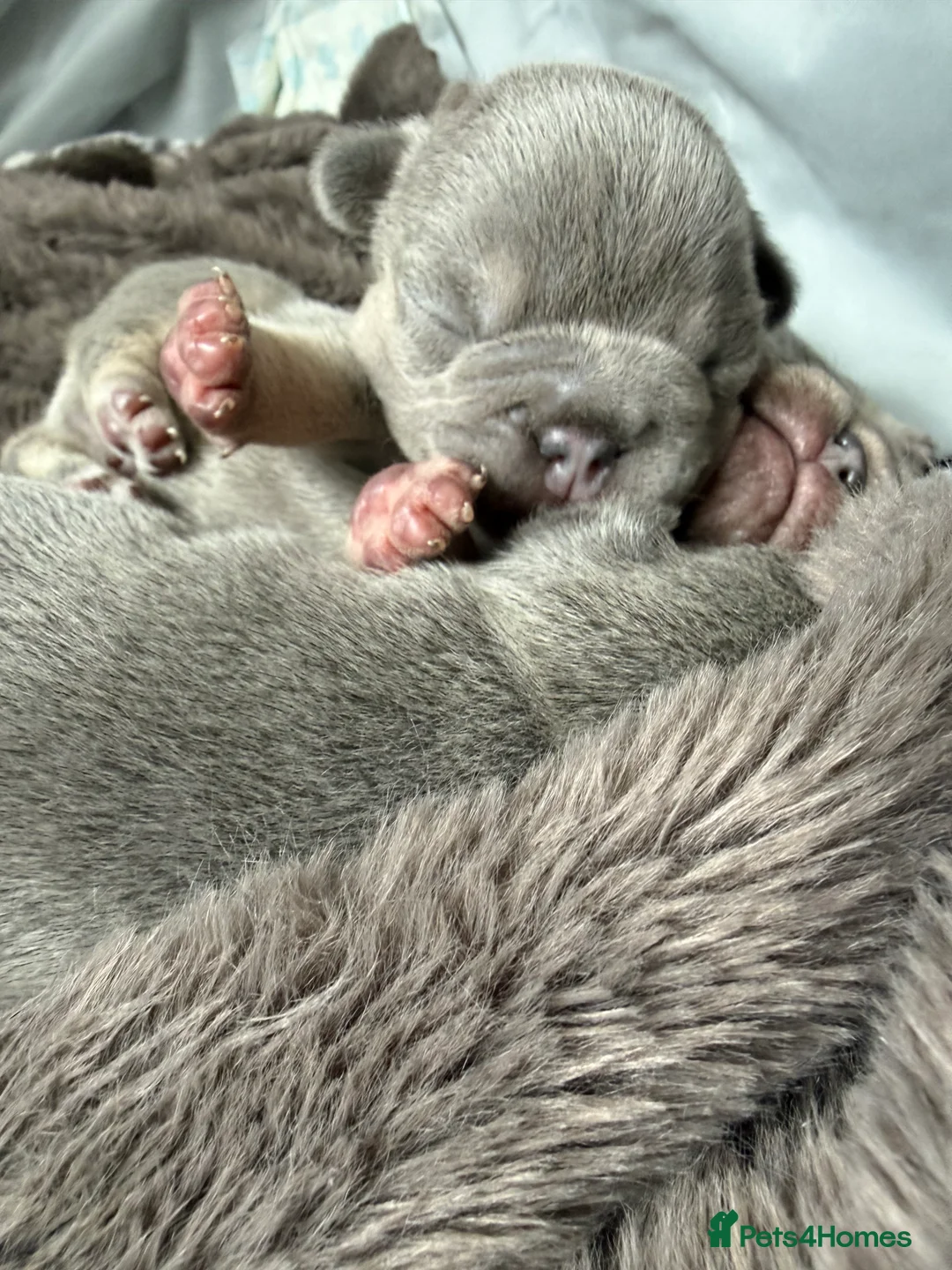 French Bulldog dogs for sale: Lilac & Tan KC Reg French Bulldog puppies  - Advert 10